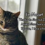 Mozart- Sacred Space Animal Sanctuary and Rescue