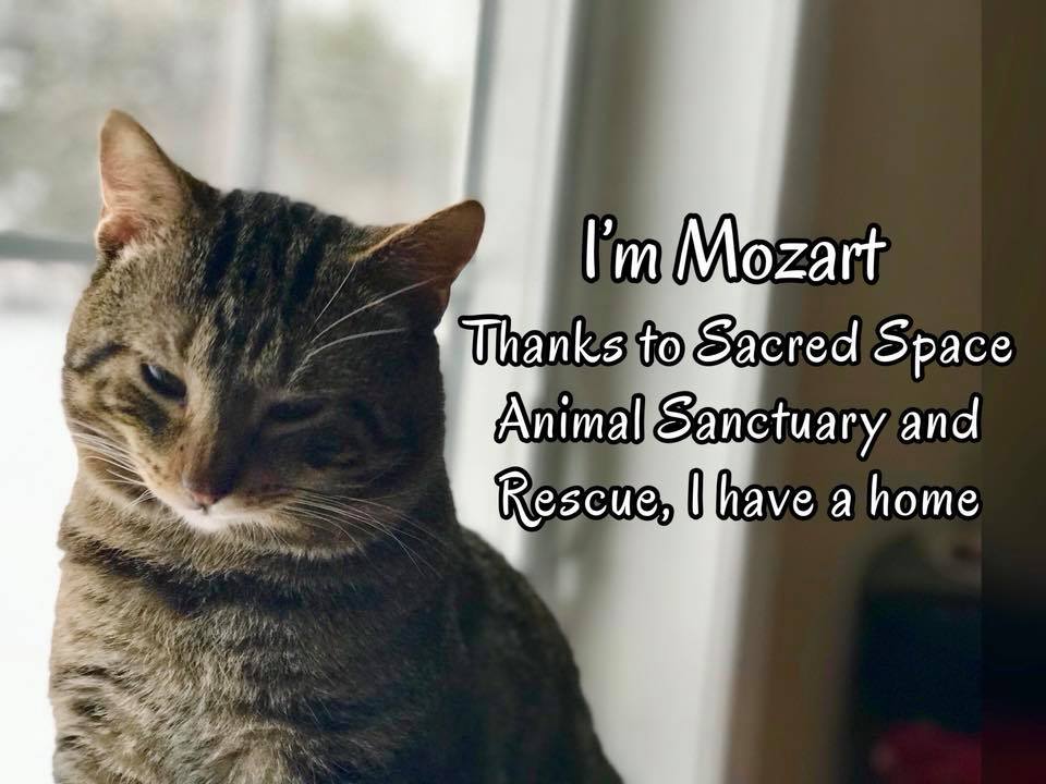 Mozart- Sacred Space Animal Sanctuary and Rescue